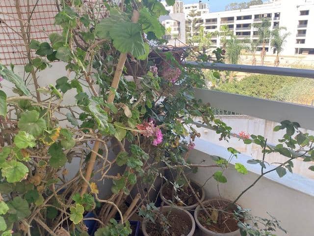 Vente Appartement F3 à Cheraga 2